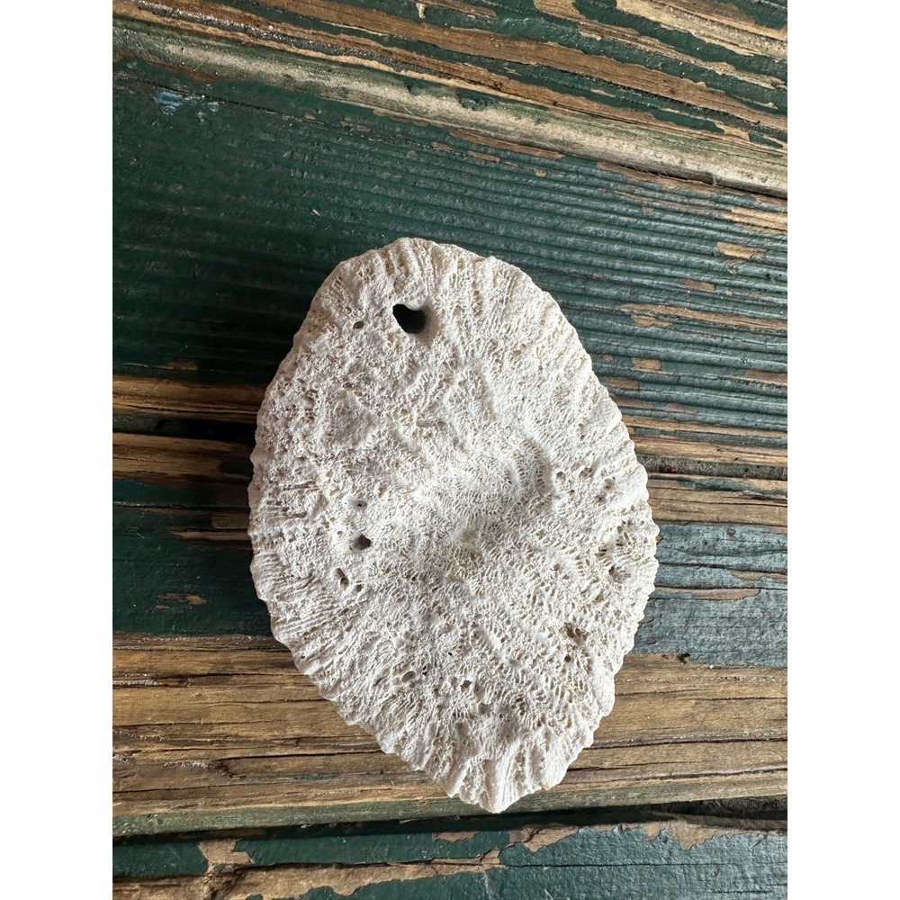 Natural White Brain Coral Specimen Fossil Coastal Beach Decor 4 Inch Marine Life - Picture 1 of 3